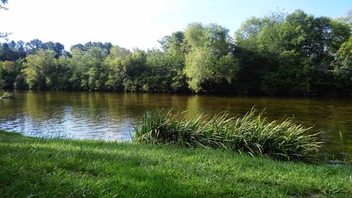 Scenic view of lake against trees in forest