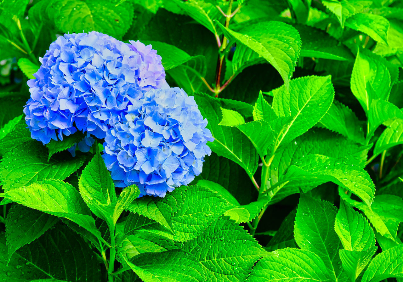 CLOSE-UP OF FRESH PURPLE HYDRANGEAS IN BLUE WATER