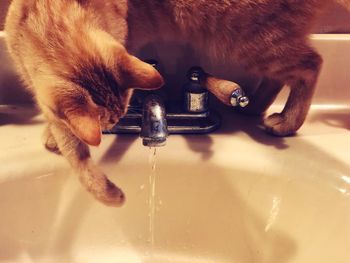 Close-up of cat drinking water from faucet