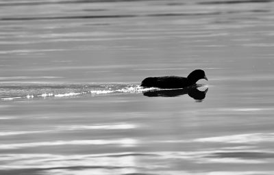 View of a duck swimming in sea