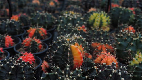 Close-up of orange flowering plants