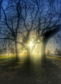 Sun shining through trees