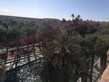 Low angle view of palm trees against sky