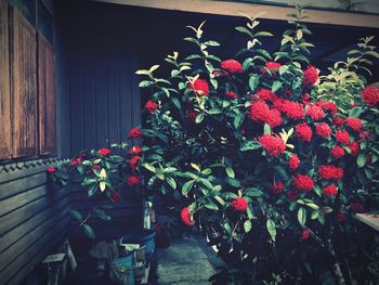 Close-up of red flowers