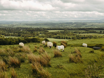 Sheep eating grass in scottish countryside