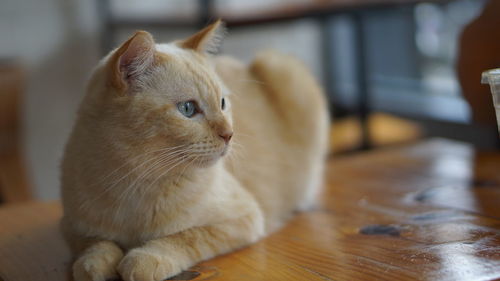Close-up of cat looking away