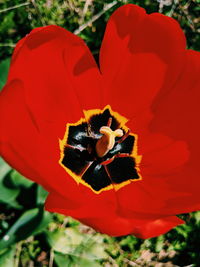 Close-up of insect on red flower