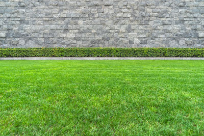 Plants growing on field against wall