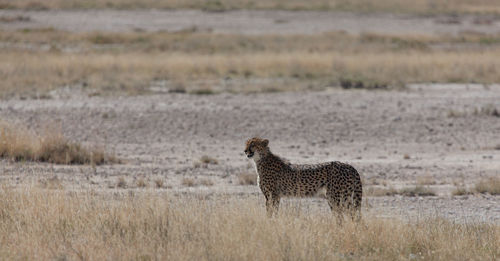 Cheetah roaming for prey