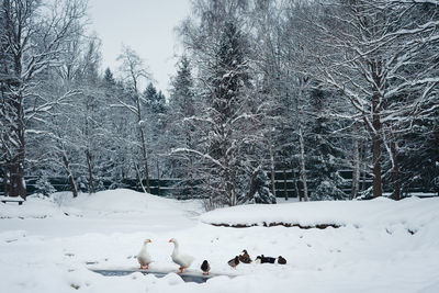 View of birds on snow covered land