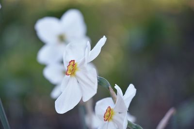 Close-up of white flowering plant