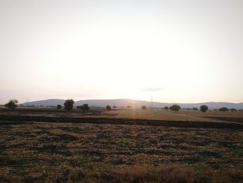 Scenic view of field against clear sky