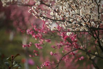 Pink flowers blooming on tree