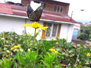 Butterfly on yellow flower