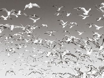 Low angle view of birds flying in the sky