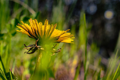 Close-up of yellow flower