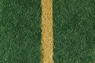 Close-up of yellow leaf