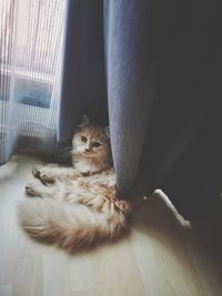 Portrait of kitten relaxing at home