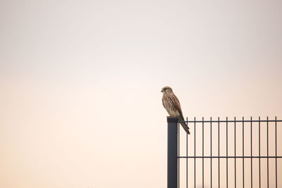 Low angle view of sparrow perching on fence against clear sky during sunset