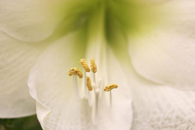 Close-up of white flowering plant