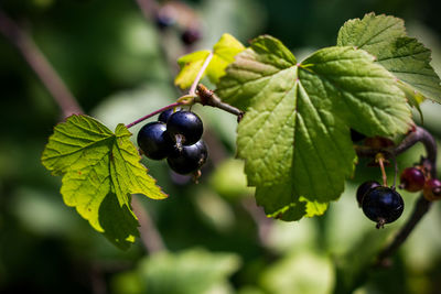 Ripe black currant on green bunch.
