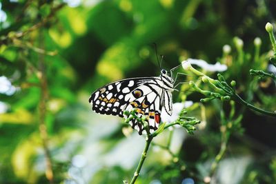 Close-up of butterfly perching on plant