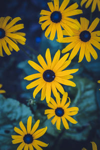 Close-up of yellow and daisy flowers