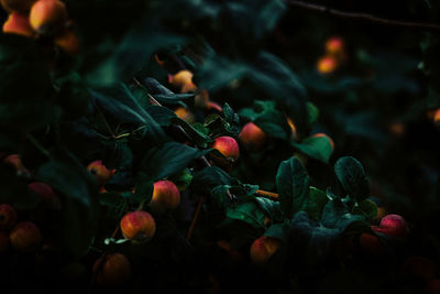 High angle view of berries on plant