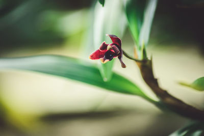 Close-up of ladybug on plant