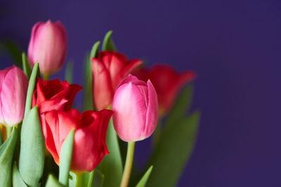 Close-up of pink tulips against blue background