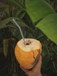 Close-up of hand holding fruit