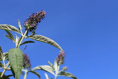 Low angle view of flowering plant against clear blue sky