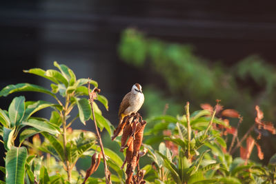 Bird perching on a plant