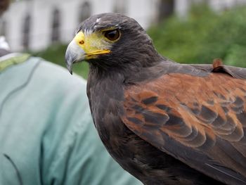 Close-up of hawk