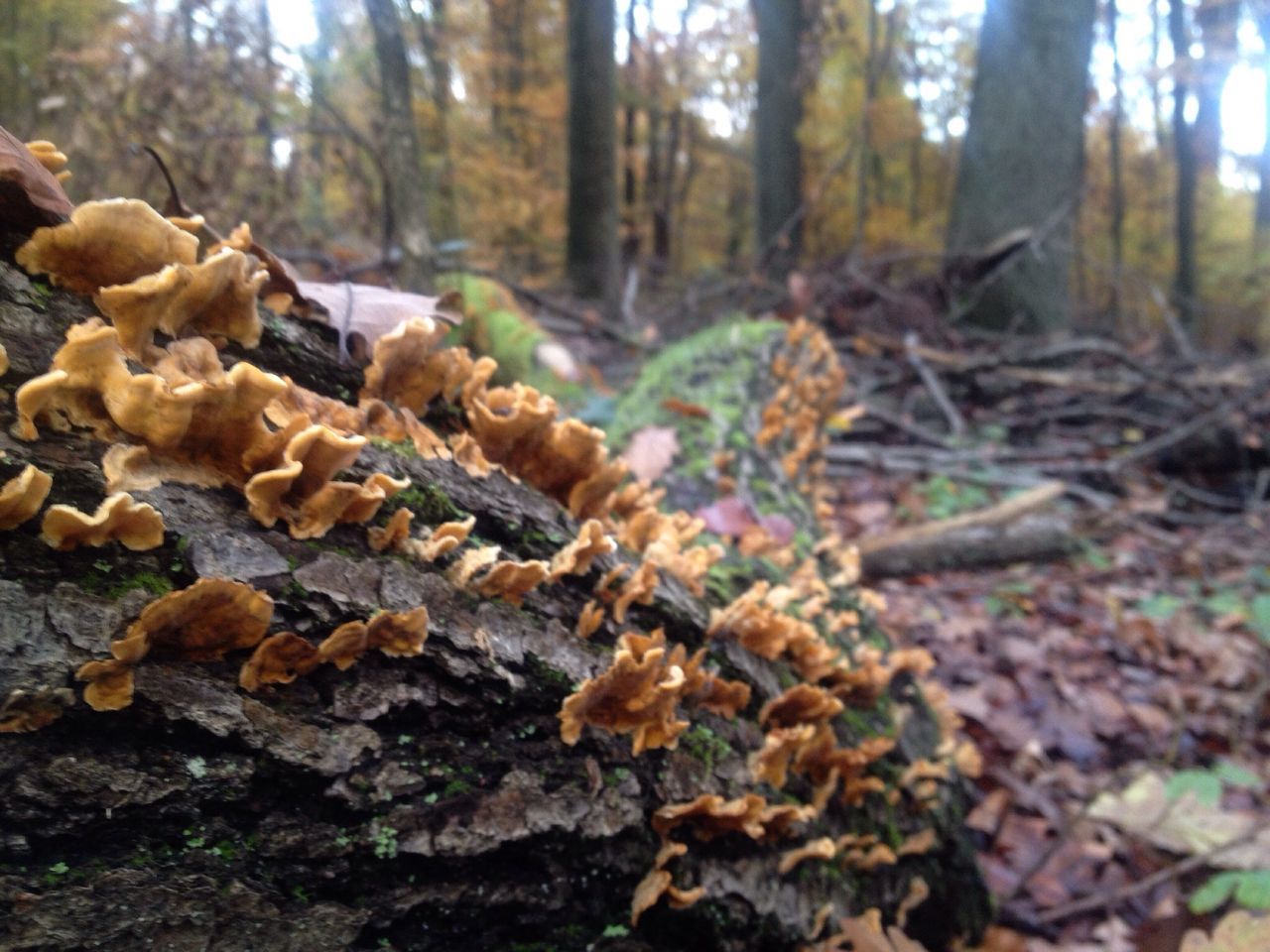 forest, tree, tree trunk, leaf, focus on foreground, nature, woodland, autumn, dry, tranquility, fallen, selective focus, close-up, season, leaves, change, surface level, day, growth, wood - material