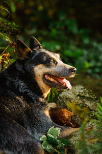 Close-up of dog sticking out tongue