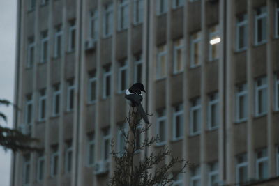 Low angle view of bird perching on building