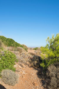 Scenic view of field against clear blue sky