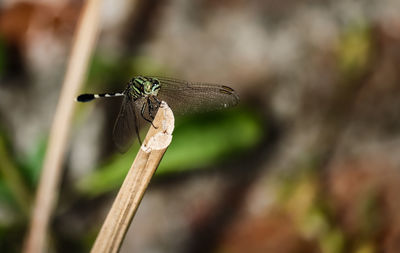 Close-up of dragonfly on twig