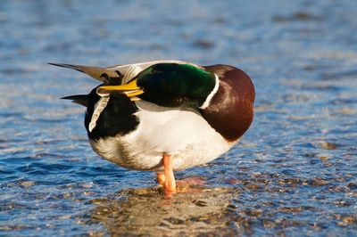 Close-up of bird in lake