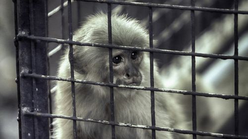 Close-up of monkey in cage