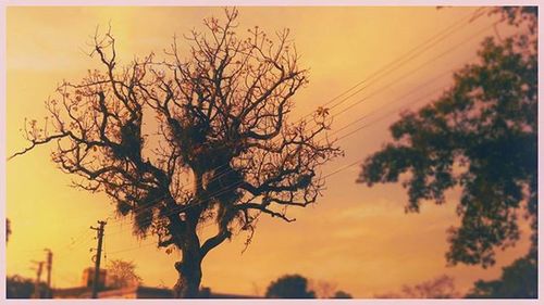 Silhouette of bare trees against sky at sunset