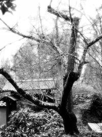 Close-up of bare tree against the sky