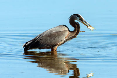 Close-up of gray heron in lake