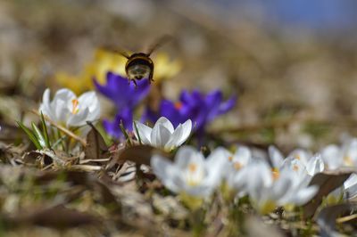 Close-up of honey bee on purple flowering plant