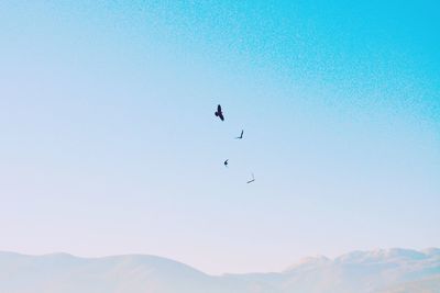 Low angle view of silhouette birds flying against clear sky