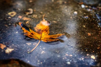 High angle view of maple leaf on street