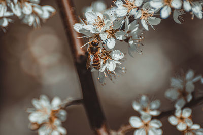 Close-up of honey bee on flowering plant