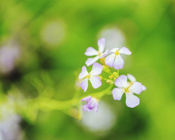 Close-up of purple flowers