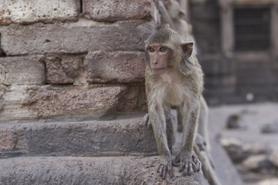 Close-up of monkey in zoo